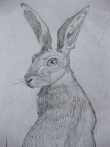 hare sketch