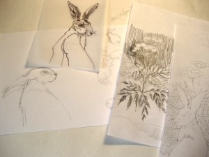 hare sketches