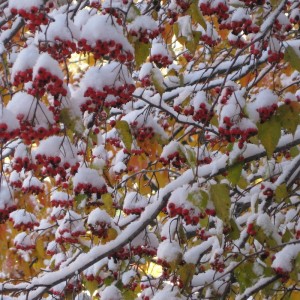 hawthorn branches with snow