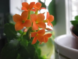 kalanchoe