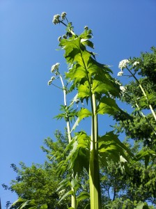 valerian