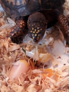 box turtle + eggs