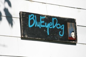 blue eyed dog boutique