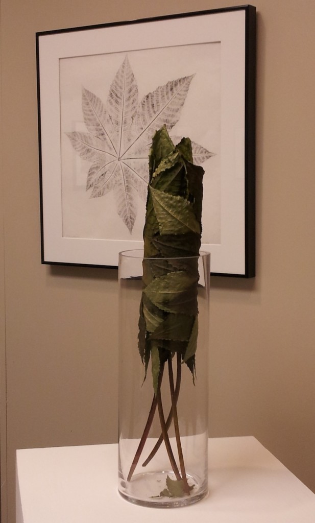 vase with castor leaves