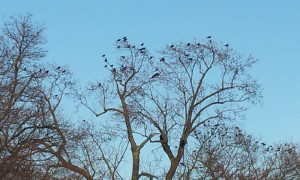 crows over glendale