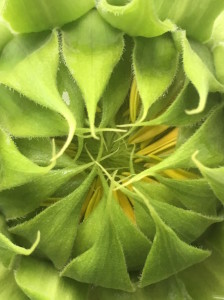 2016 sunflowerbud2 lores