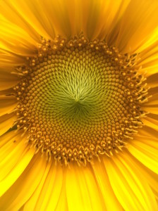 2016_sunflowerdetail lores